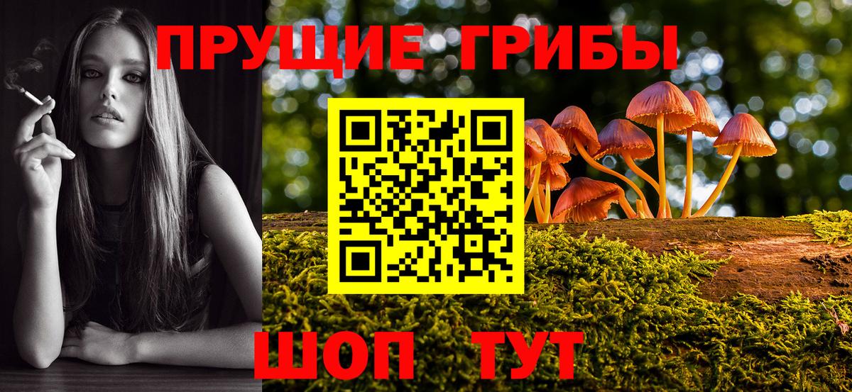 Псилоцибиновые грибы Psilocybe Димитровград